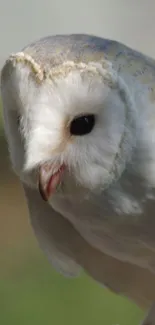 Close-up of a barn owl with detailed plumage in soft lighting.