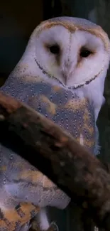 Barn owl perched on branch with detailed feather pattern.