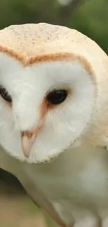 Elegant barn owl with deep black eyes and soft feathers.