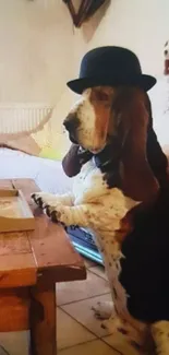 Basset Hound in bowler hat by table.