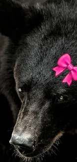 Black bear with a pink bow on its head on a dark background.