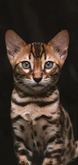 Portrait of a Bengal cat with striking green eyes against a dark background.