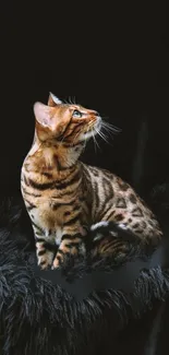 Majestic Bengal cat on dark plush background wallpaper.