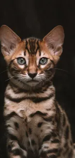 Portrait of a Bengal cat with striking pattern against a dark background.