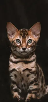 Stunning Bengal cat with spotted fur on black background.