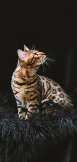 Bengal cat sitting on black fur background, looking upwards.