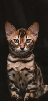 Bengal cat sitting on a dark background, showcasing elegance.