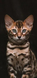 Bengal kitten with striking patterns on dark background.