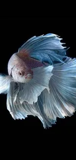 Elegant blue Betta fish with flowing fins on black background.