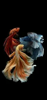 Elegant Betta fish artwork on a black background for mobile wallpaper.