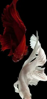 Elegant Betta fish in red and white on a black background.