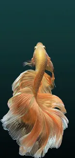 Graceful Betta fish with flowing orange fins on a dark green background.