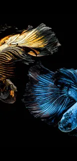 Two stunning betta fish in vibrant blue and gold on a black background.