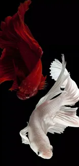 Red and white Betta fish on black background.