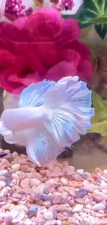 Elegant white and blue betta fish in an aquarium with flowers.