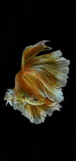 Betta fish with elegant orange fins on a black background.