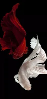 Two betta fish in elegant swim on a dark backdrop.