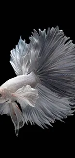 Elegant white Betta fish on a black background mobile wallpaper.