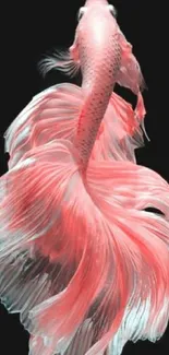 Elegant pink betta fish on black background mobile wallpaper.