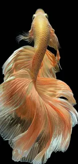 Elegant Betta fish with flowing fins on a black background.