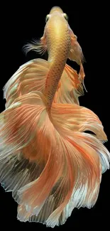 Elegant Betta fish with flowing fins on a dark background.