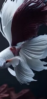 Captivating wallpaper of a white and maroon betta fish on a dark background.