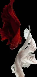 Elegant red and white Betta fish on black background wallpaper.