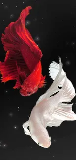 Elegant red and white Betta fish on black background, perfect phone wallpaper.