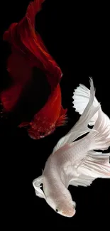 Red and white Betta fish on a black background mobile wallpaper.