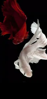 Elegant red and white Betta fish on a black background.