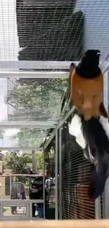 Elegant bird in a sunny aviary, showcasing its natural beauty.