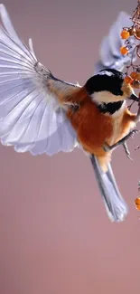 Elegant bird in flight with soft brown background and vibrant orange details.