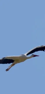 Bird in flight against a clear blue sky wallpaper.