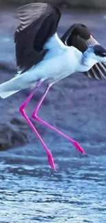 Bird with vibrant pink legs flying over water.