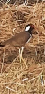 Bird standing in dry grass with a natural background.