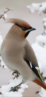 Elegant bird perched on snowy branch in a serene winter setting.