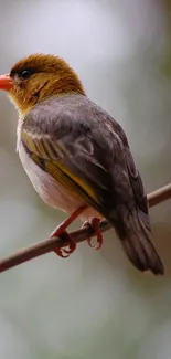 Bird perched on a branch with a brown and green background.