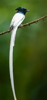 A graceful bird with a long tail perched on a branch against a green background.