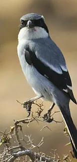 Bird perched on a branch with blurred beige background.