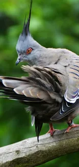 Crested bird perched on a tree branch with lush green background.