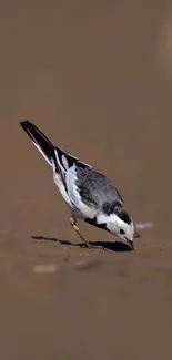 Elegant bird pecking on brown ground.