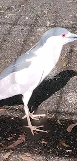 Elegant bird with red eye on pavement.