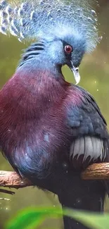 Nicobar pigeon with colorful plumage on a branch in nature.