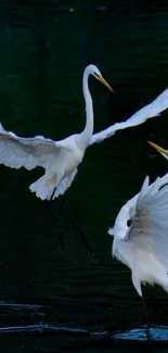 Two white egrets in elegant flight above dark waters.