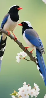 Two elegant birds perched on a blossoming branch.