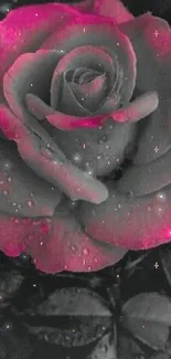 Black and pink rose wallpaper with dew droplets.