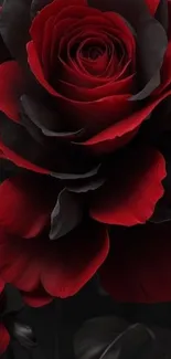 Elegant black and red rose wallpaper.