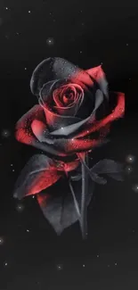 Black and red rose with dark background wallpaper.