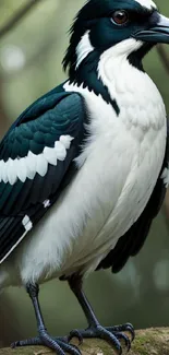 Elegant black-and-white bird perched on a branch in a natural setting.