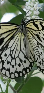 Elegant black and white butterfly perched on leafy green background.